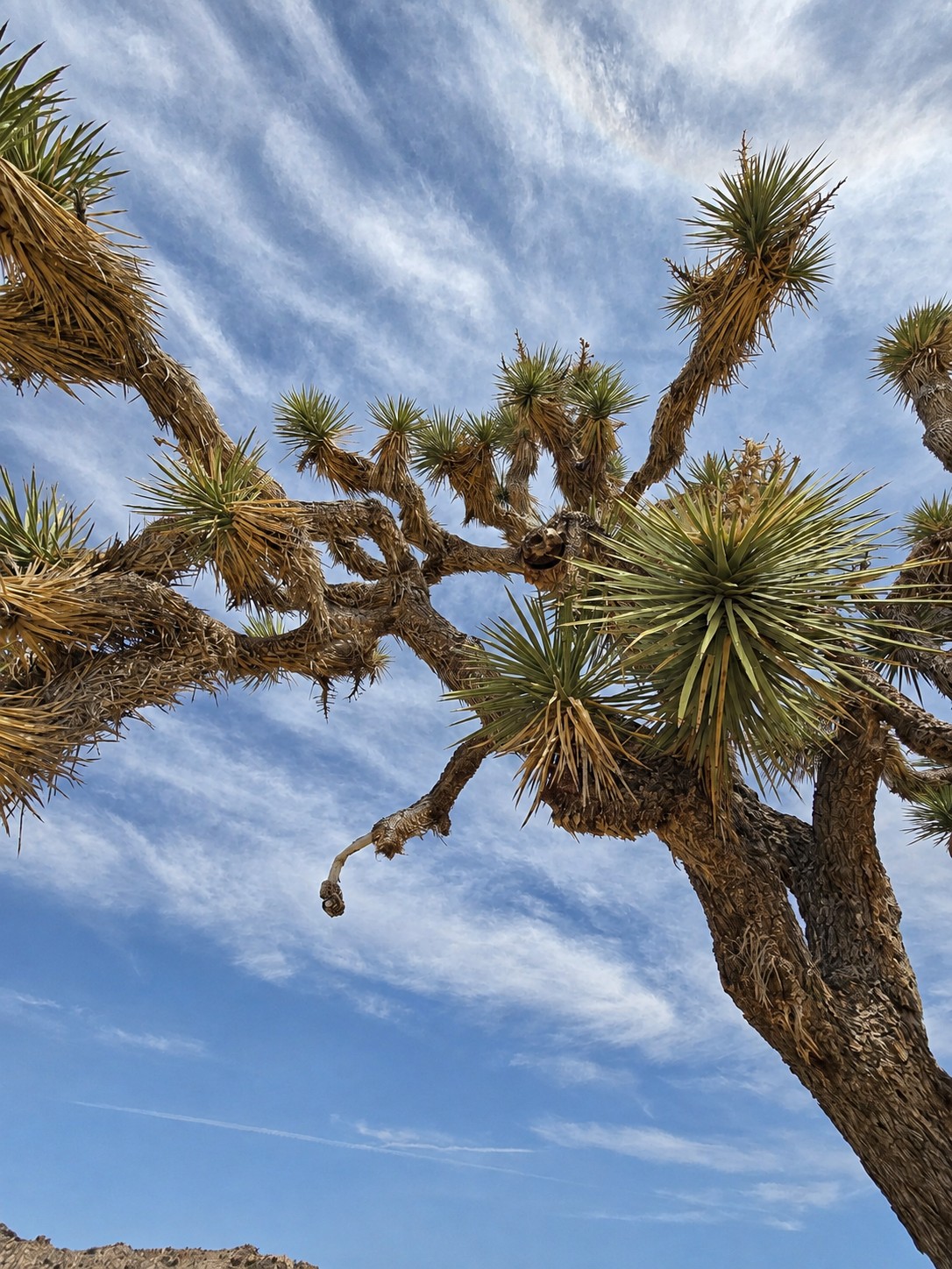 Joshua Tree National Park