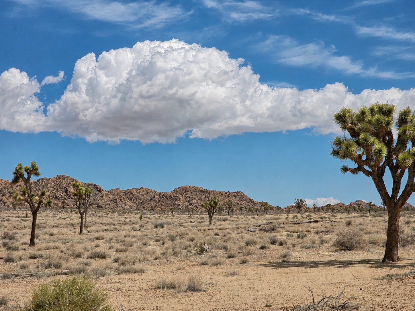 Joshua Tree National Park