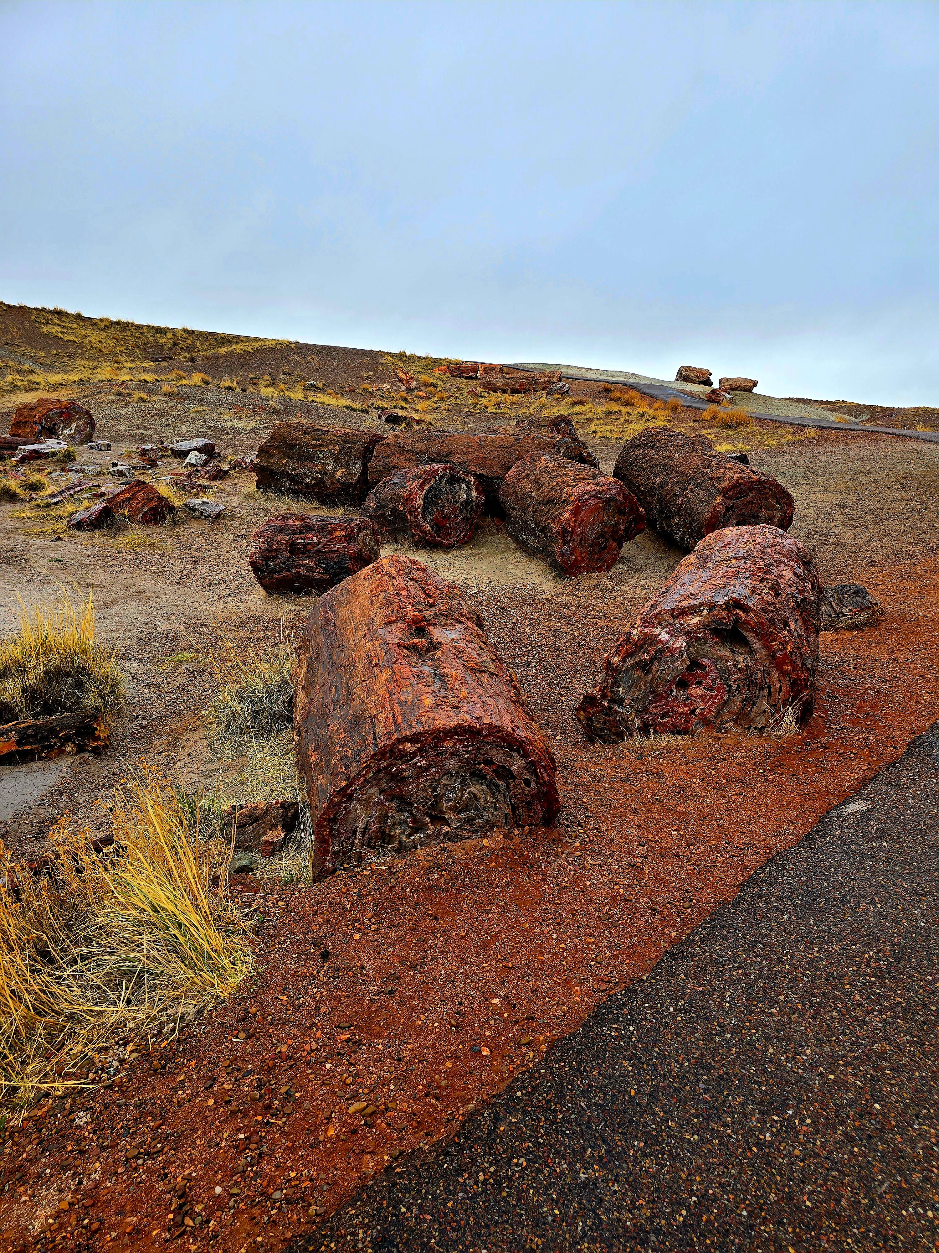 Petrified Forest National Park