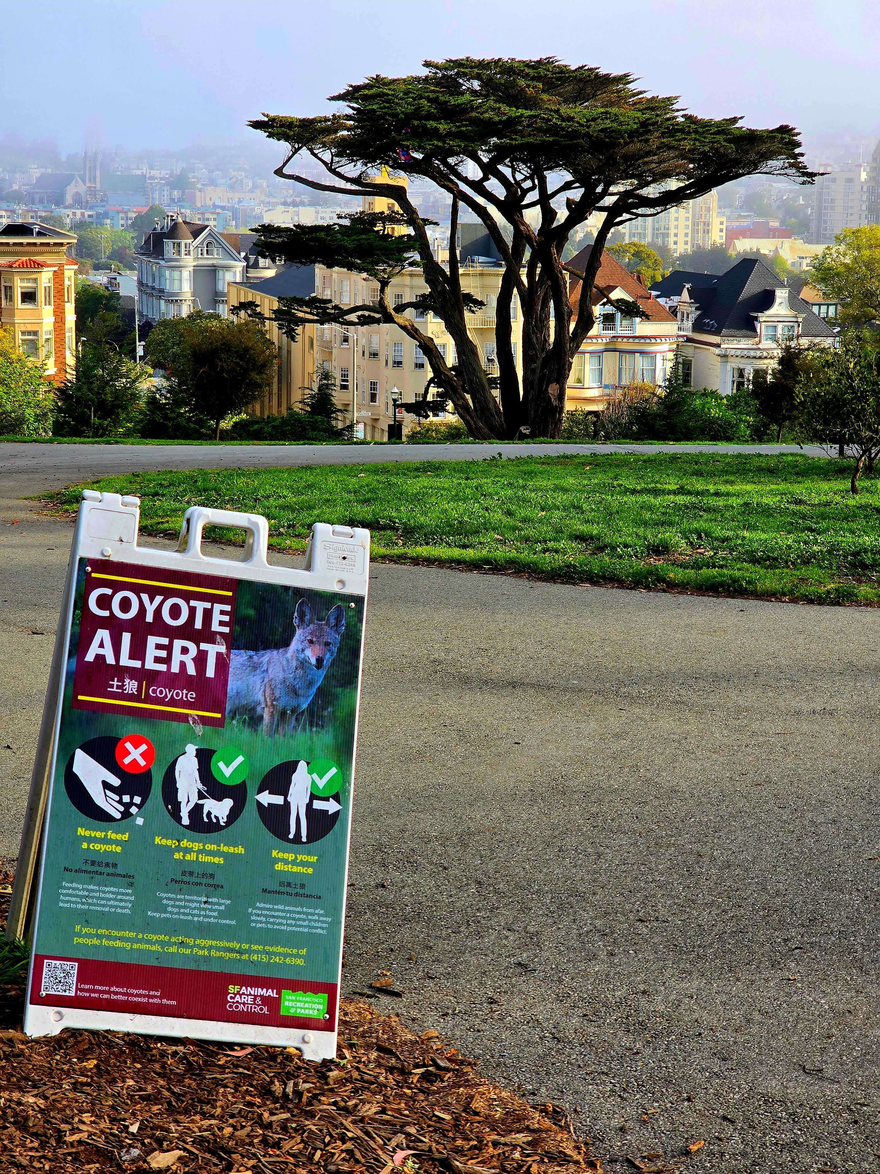 Alamo Square
